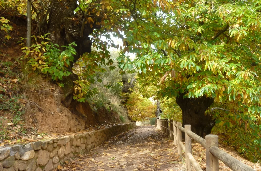 Camino natural entre castaños centenarios en Las Médulas, perfecto para caminar con niños